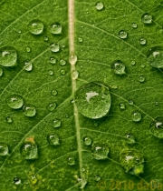 Waterdrops Closeup, USA