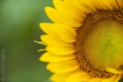 Sunflower, USA