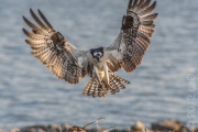 Osprey Landing, USA