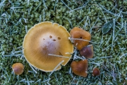 Icicle Mushrooms, UK